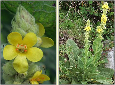 Irish Wildflowers Great Mullein Verbascum Thapsus Coinnle Muire