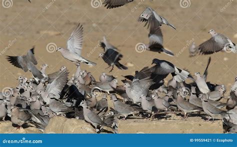 Palomas De La Tortuga Del Cabo En El Waterhole Almacen De Video Vídeo