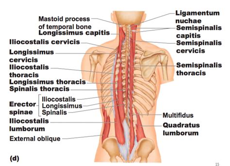 Muscles Of The Neck And Vertebral Column Diagram Quizlet