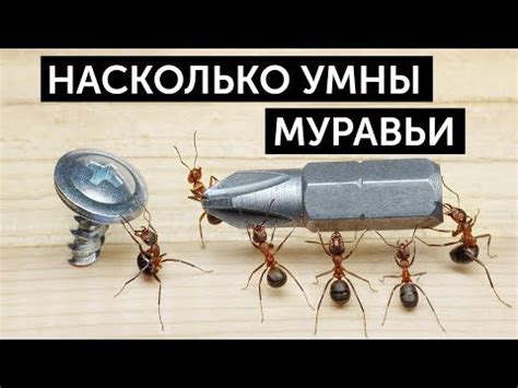 Ум муравьев. Насколько умны муравьи? - YouTube