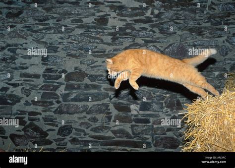 Domestic Cat House Cat Felis Silvestris F Catus Red Tomcat