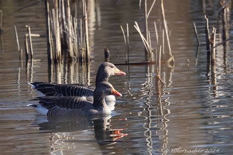 Oie cendrée Anser anser Greylag Goose Marais de Chavor Heinz