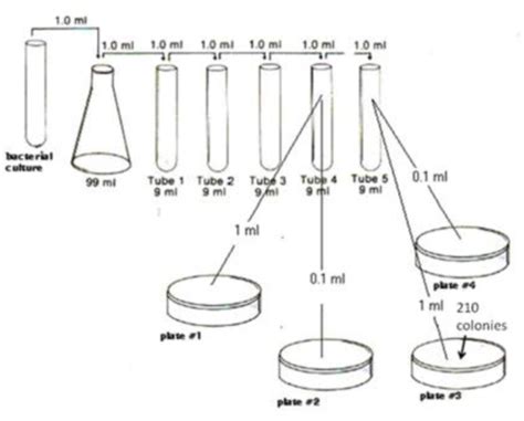 Microbiology Lab Document Module 3 Bacterial Enumeration Dilutions