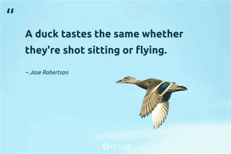 42 Duck Quotes And Sayings About The Friendly Waterfowls (2024)