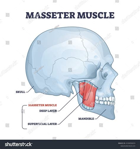 75 Mastication Muscle Images, Stock Photos & Vectors | Shutterstock