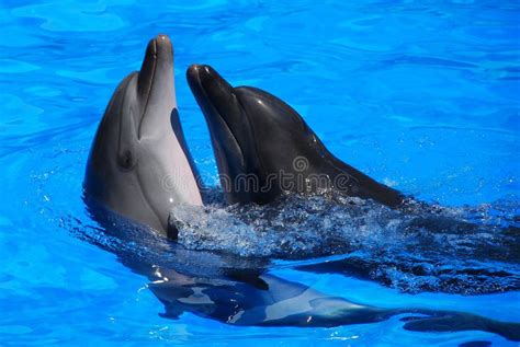 Two Kissing Dolphins Stock Photo Image Of Beach Nature 109509912