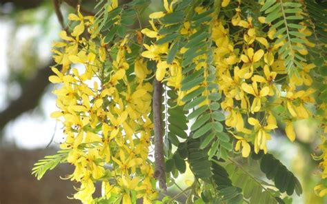 Chuva De Ouro O Que Como Cultivar E Onde Comprar