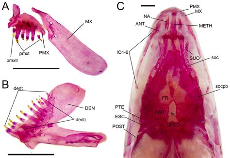 Osteological Characteristics Of Head In Characidium Kalunga Mzusp