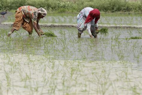 Sustainable Rice Production Key To Food Security