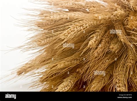 Shock of wheat stalks Stock Photo - Alamy