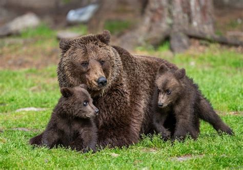 Oso Con Cachorros En Un Claro Del Bosque Foto Premium