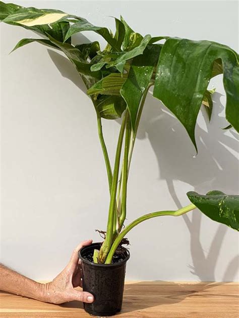 Mature Epipremnum Pinnatum Giant Aurea Variegated Amazoniconda Actual