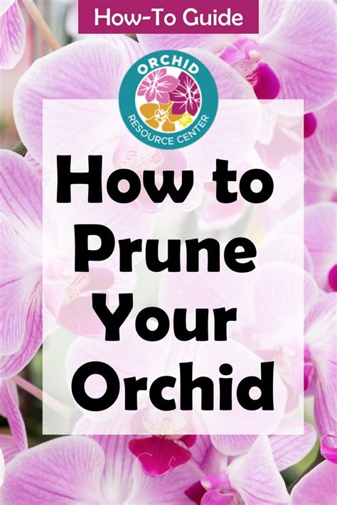 How to Prune Your Orchid | Orchids, Orchid plant care, Prune