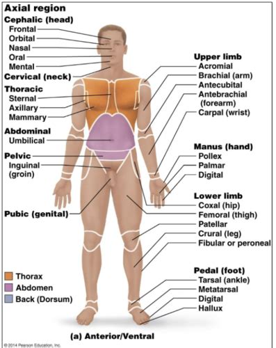 Anatomy Chapter Flashcards Quizlet