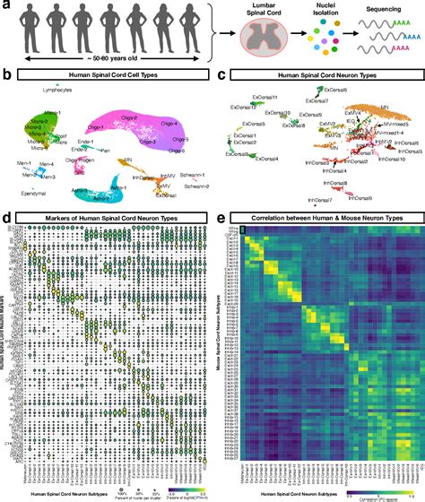 Figure From The Human Motoneuron Expression Signature Is Defined By