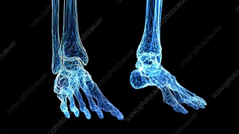 Feet bones, illustration - Stock Image - F038/5485 - Science Photo Library