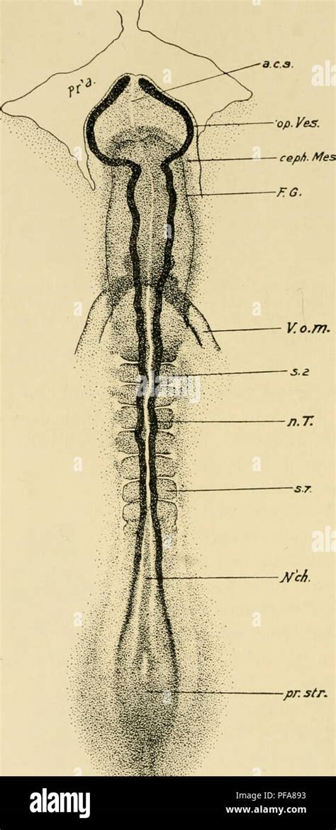 Optic vesicle hi-res stock photography and images - Alamy