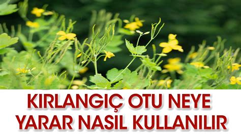 Kırlangıç Otu neye iyi gelir