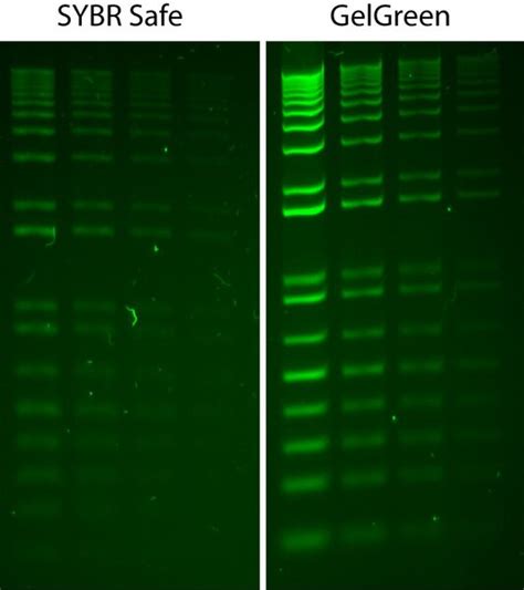 Gelgreen Nucleic Acid Stain X Water Sct