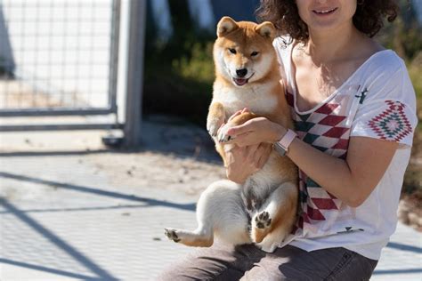 Meiwa – Sakura Kensha - Elevage de Shiba inu