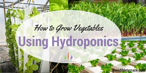 Complete Hydroponic System for Beginners: How to Grow Awesome Vegetables