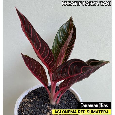 Jual Tanaman Hias Aglonema Red Sumatera Aglonema Red Sumatra Pride