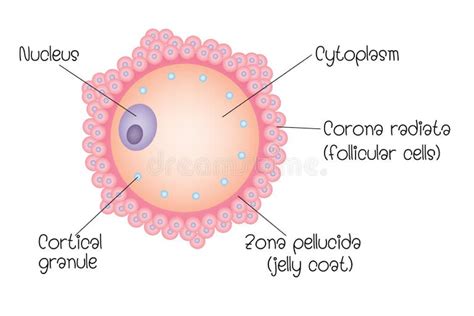 Ovum Stock Illustrations 4 711 Ovum Stock Illustrations Vectors