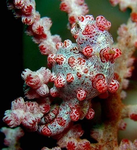 Pygmy Seahorse (Hippocampus bargibanti)