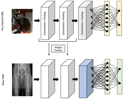 Veterinary Sciences Free Full Text Artificial Intelligence In Veterinary Imaging An Overview