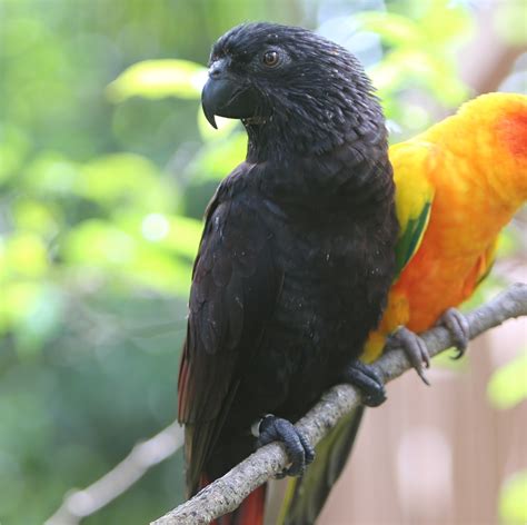 Burung Nuri Kepala Hitam