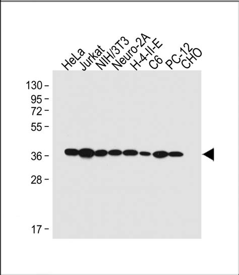 MAPK14 Antibody Purified Mouse Monoclonal Antibody Mab WB E Buy Now