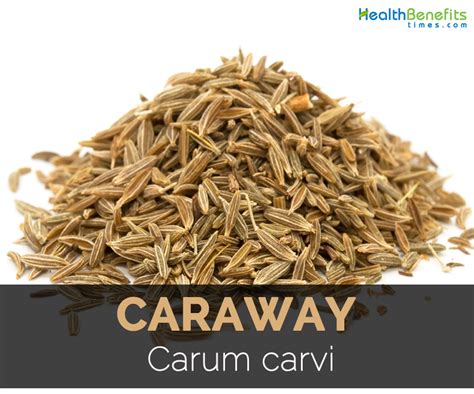 Caraway Facts, Health Benefits and Nutritional Value