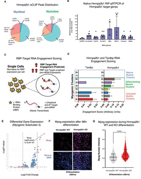 Rna Binding Proteins Direct Myogenic Cell Fate Decisions Elife