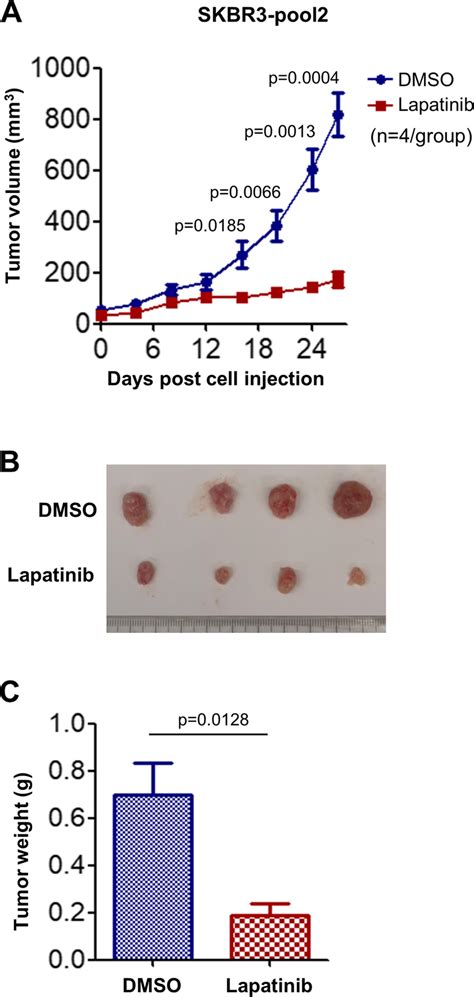 Lapatinib Exhibited Potent Inhibitory Effects On Skbr Pool Tumor