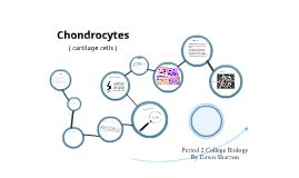 Chondrocytes by Dawn S on Prezi