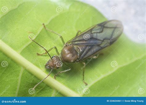 Close Shot of the Oecophylla Smaragdina Queen Ant Stock Image - Image of nature, hymenoptera ...