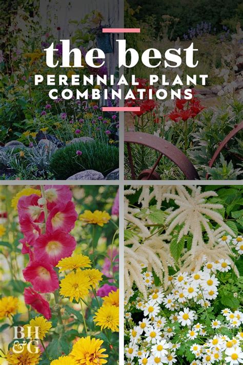 24 Perennial Planting Combinations That Look Stunning Together Artofit