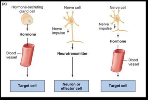 1 Homeostasis Flashcards Quizlet