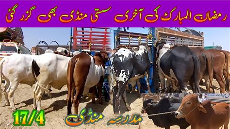 Sahiwal Cholistani Ablok Bull Latest Price Update Bachra Farming