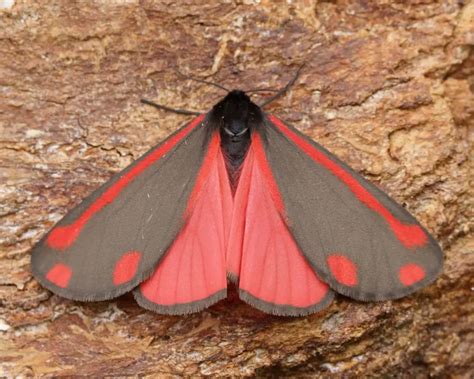 Cinnabar Moth Facts Diet Habitat And Pictures On Animaliabio