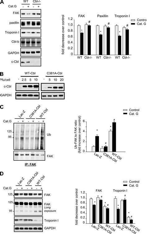 C Cbl Mediates Fak Ubiquitination And Degradation Induced By Cat G A Download Scientific