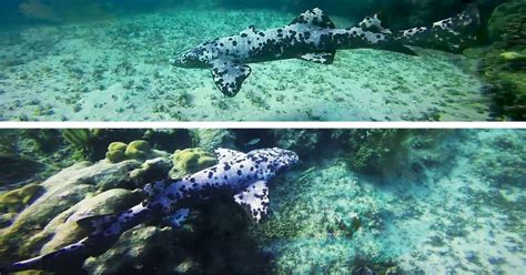 Oddball Spotted Nurse Shark Seen Cruising Caribbean Waters Sharks