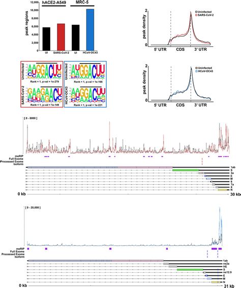 Sars Cov And Hcov Oc Rnas Are M A Modified A Merip Seq Data