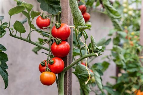 Freilandtomaten Sorten Anbau Plantura