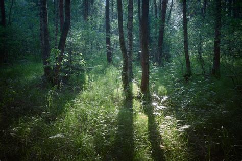 In The Forest June Valery Vozhdaev Flickr