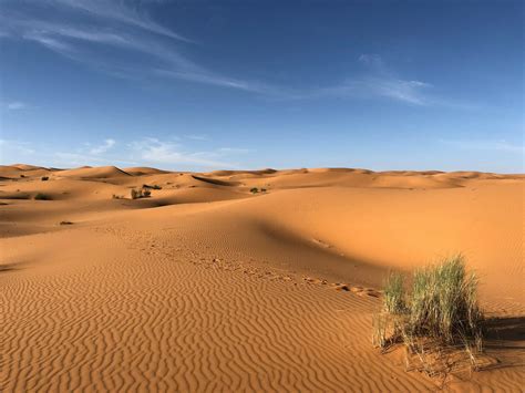 Green Grasses on Sahara Desert · Free Stock Photo