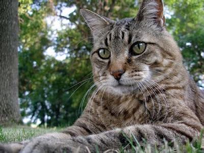 Blog About Cats: Cat Coats Tabby