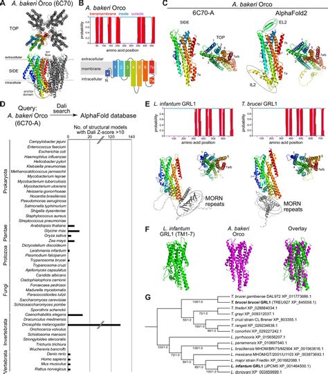 Structural Screens Identify Candidate Human Homologs Of Insect