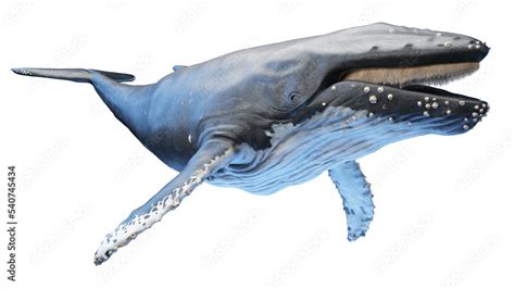 whale anatomy Stock Illustration | Adobe Stock