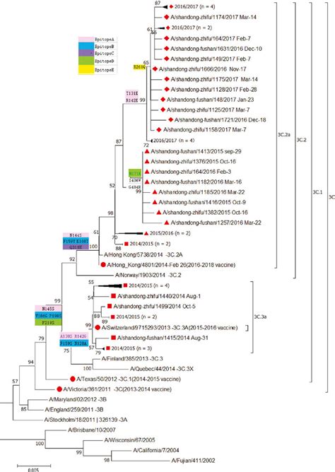 Phylogenetic Tree Comparing The HA Gene Of A H3N2 Yantai Isolates And